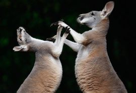 U Australiji uskoro ni kenguri neće smjeti da psuju