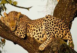 Ukraden leopard iz paragvajskog zoo vrta