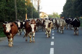Bakterija koja jede meso otkrivena u kravljem mlijeku