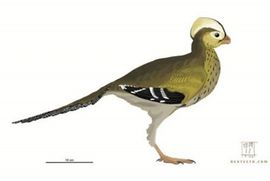 Pronađeni ostaci jednog od najmanjih dinosaurusa na svijetu