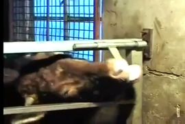 Pogledajte kako se jezikom otključavaju vrata (Video)