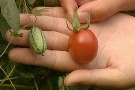 Lubenica od dva centimetra i pet grama (Video)