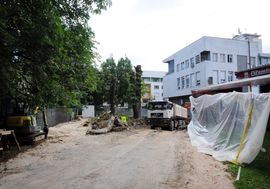 Banjaluka: Nepropisno posječena zaštićena stabla (Foto)
