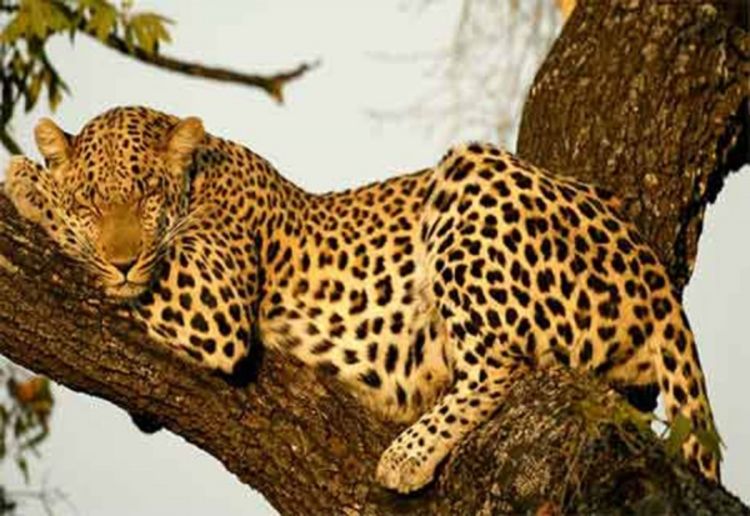 Ukraden leopard iz paragvajskog zoo vrta
