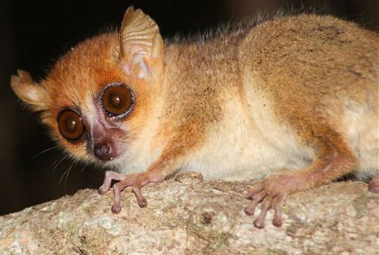 Madagaskar, blago biološke raznovrsnosti