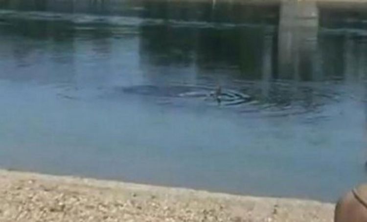 Na adi snimljena sirena? (Video)