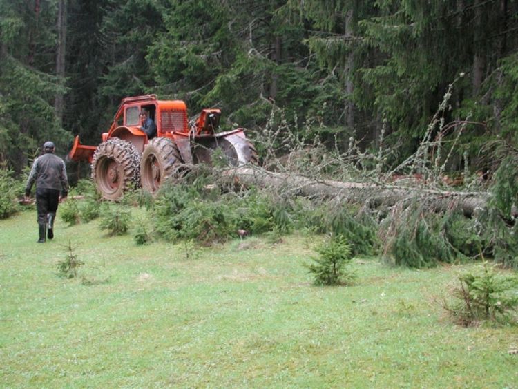 Ekološka katastrofa: Gusjenice uništile oko 50.000 borova