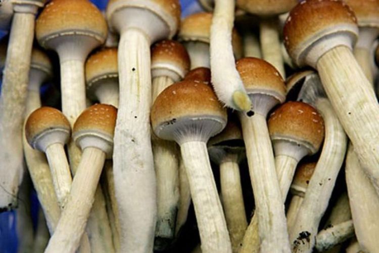 Halucinogene pečurke su ljekovite?