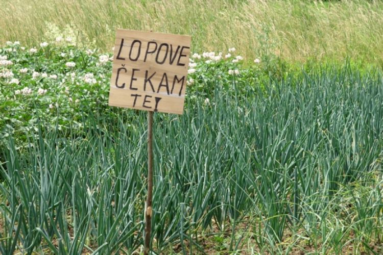 Lopovi u Prijedoru prešli na povrće