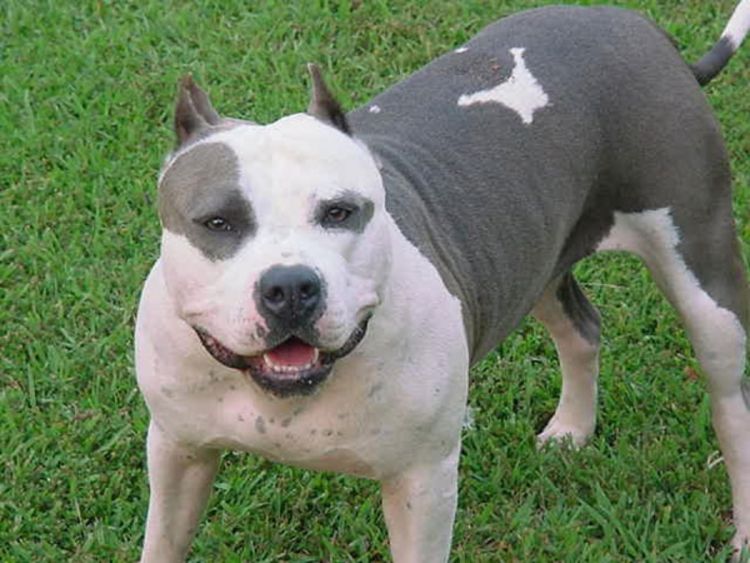 Pit bul izgrizao konje