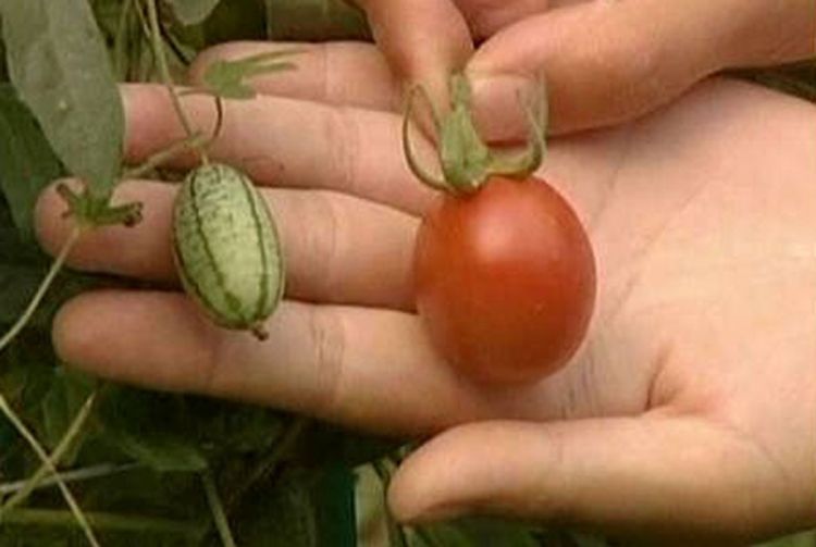 Lubenica od dva centimetra i pet grama (Video)