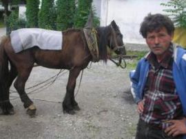 Oporavlja se konj oduzet od nemarnog vlasnika