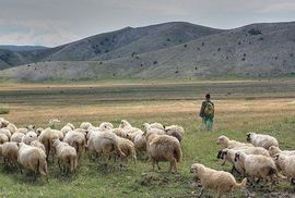 Pastiri u Livnu zarađuju kao prosvjetni radnici