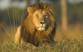 Nestaju veliki predatori i narušavaju se ekosistemi