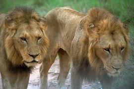 Veliki predatori nestaju sa planete