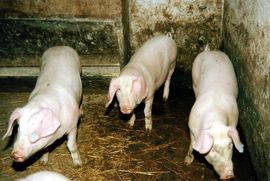 Nagrađivali one koji kupuju stoku, a ne one koji ih uzgajaju