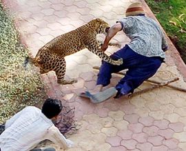 Leopard povrijedio 11 osoba u Indiji