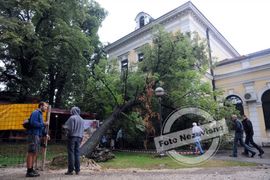 Banjaluka: Stablo lipe palo na Muzej (Foto)
