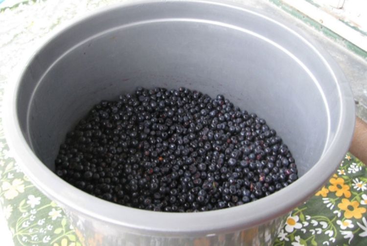 Borovnica slabo rodila