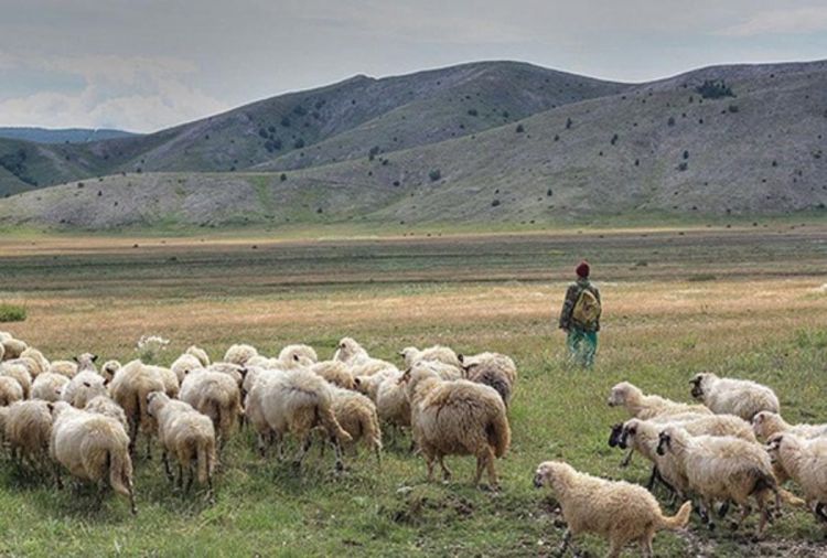 Pastiri u Livnu zarađuju kao prosvjetni radnici