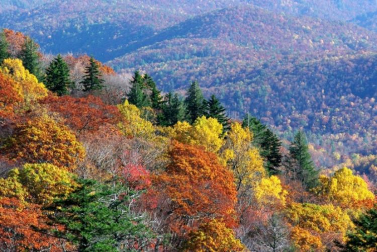 Šume usporavaju klimatske promjene