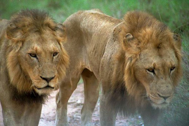 Veliki predatori nestaju sa planete