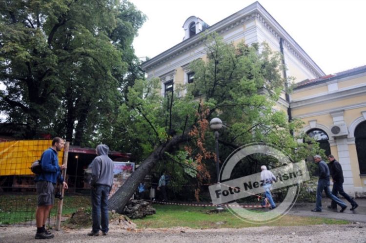 Banjaluka: Stablo lipe palo na Muzej (Foto)