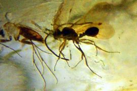 Insekti iz miocena pronađeni u ćilibaru u Peruu