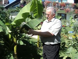 Imam uzgojio banane