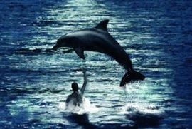 Uginuo delfin iz filma Veliko plavetnilo