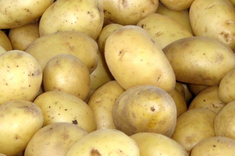 Krompir uništen u Šamcu nije bio zaražen