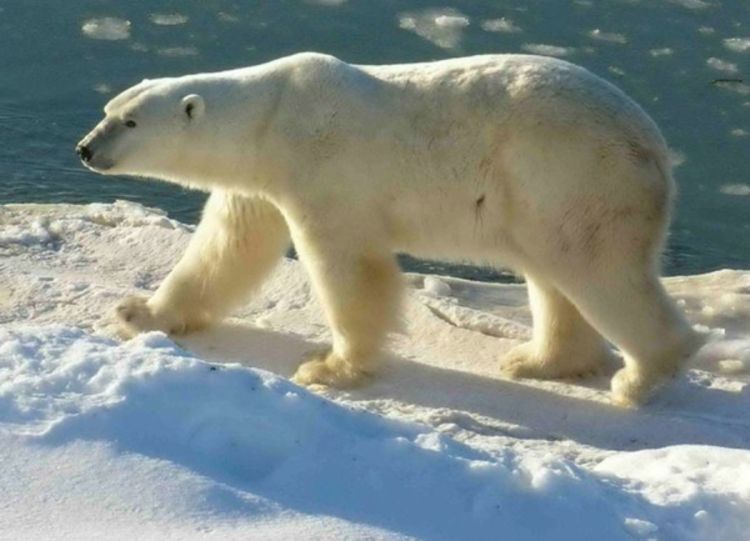 Polarni medvjed usmrtio jedno lice