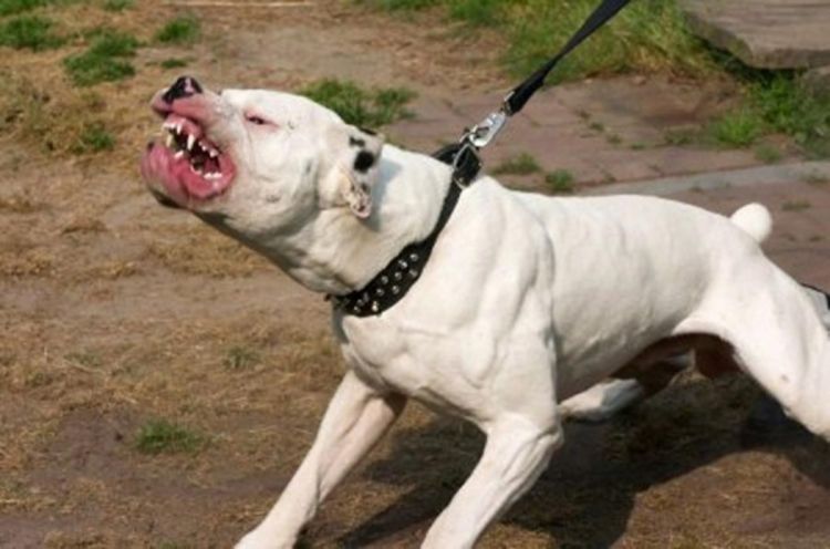 Gradiška: Pitbul napao 12-godišnjeg dječaka 