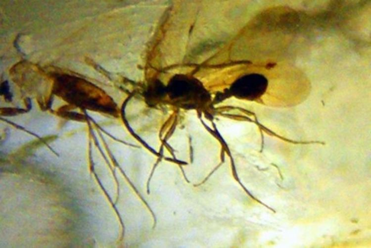Insekti iz miocena pronađeni u ćilibaru u Peruu