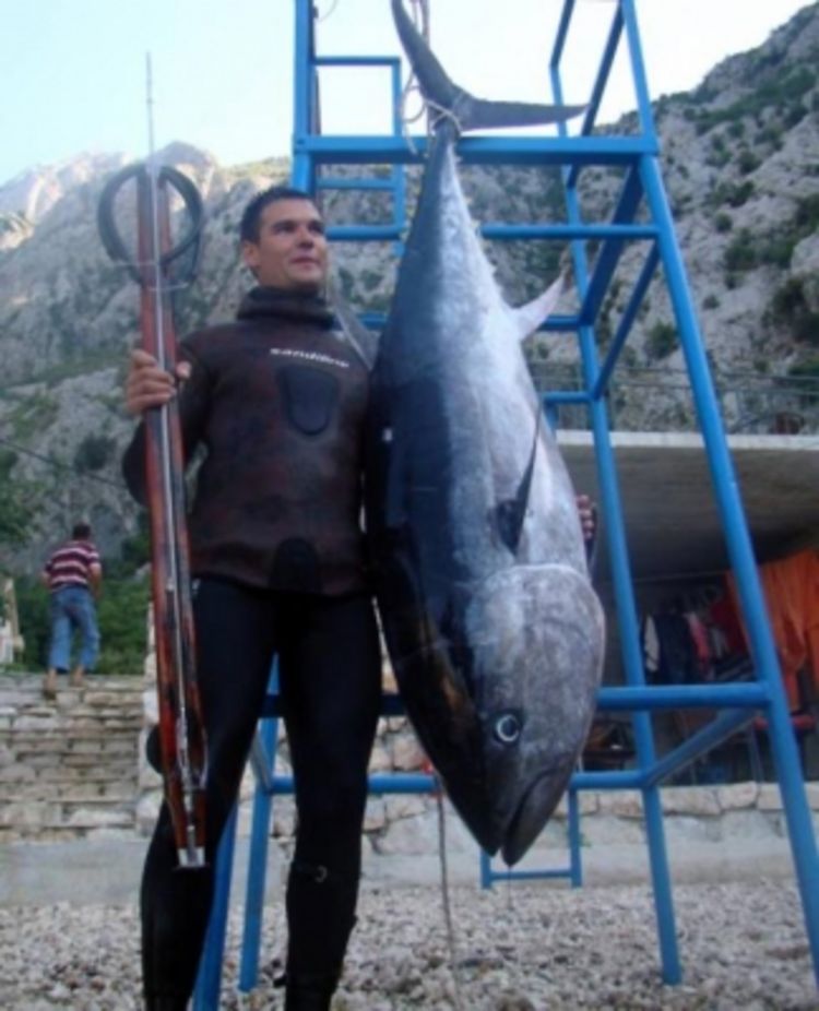 Kotor: Mladi ribar podvodnom puškom ulovio tunu od 100 kilograma