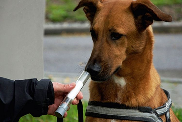 Psi tragači mogu da otkriju rak pluća u ranoj fazi