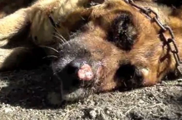 Mjesec dana zatvora za zanemarivanje psa (Video)