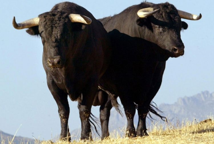 Autoput blokiran zbog kanistera sa spermom bikova