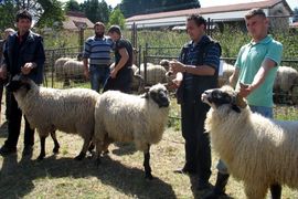 Ovce šampioni iz Kotor Varoši