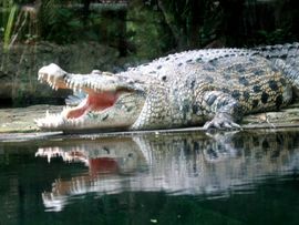 Uhvaćen gigantski morski krokodil