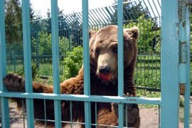 Policija pritvorila vlasnika medvjeda koji je ubio ženu