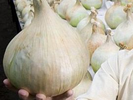 Najveća glavica luka na svijetu ima 8,15 kilograma