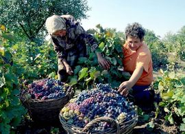  Berba u vinogradima u punom jeku: Ovogodišnje grožđe najbolje