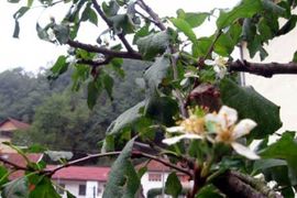 Probeharala šljiva u Srebrenici