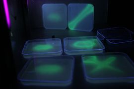 Fluorescentne bakterije prenose tajne poruke