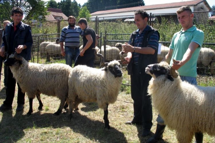 Ovce šampioni iz Kotor Varoši