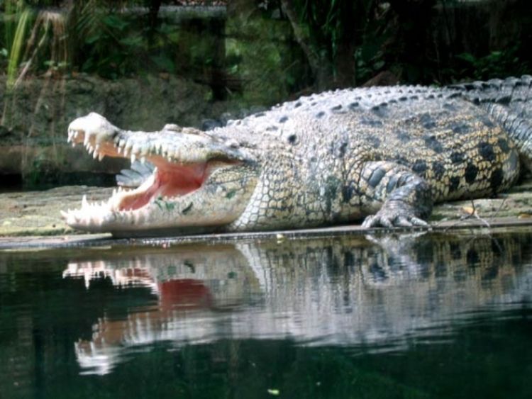 Uhvaćen gigantski morski krokodil