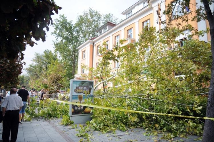 Uzbuna u Banjaluci: Pala tri drveta, četvrto prijeti, ima povrijeđenih (Foto)