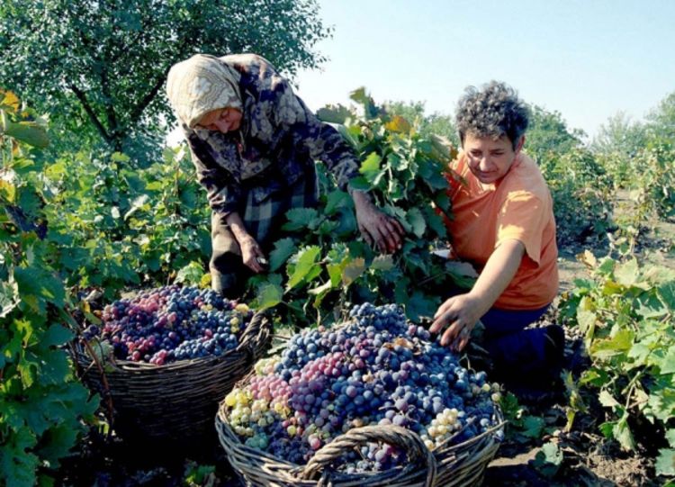  Berba u vinogradima u punom jeku: Ovogodišnje grožđe najbolje