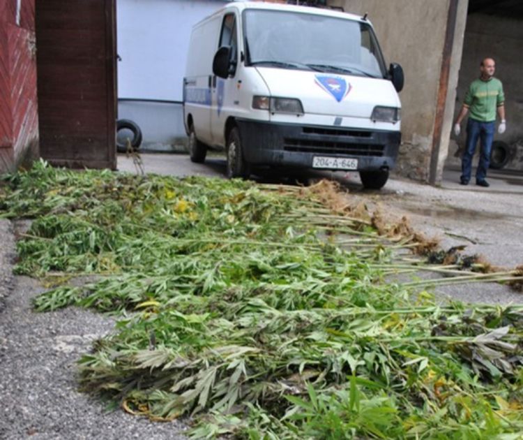U BiH se slobodno uvozi sjeme indijske konoplje